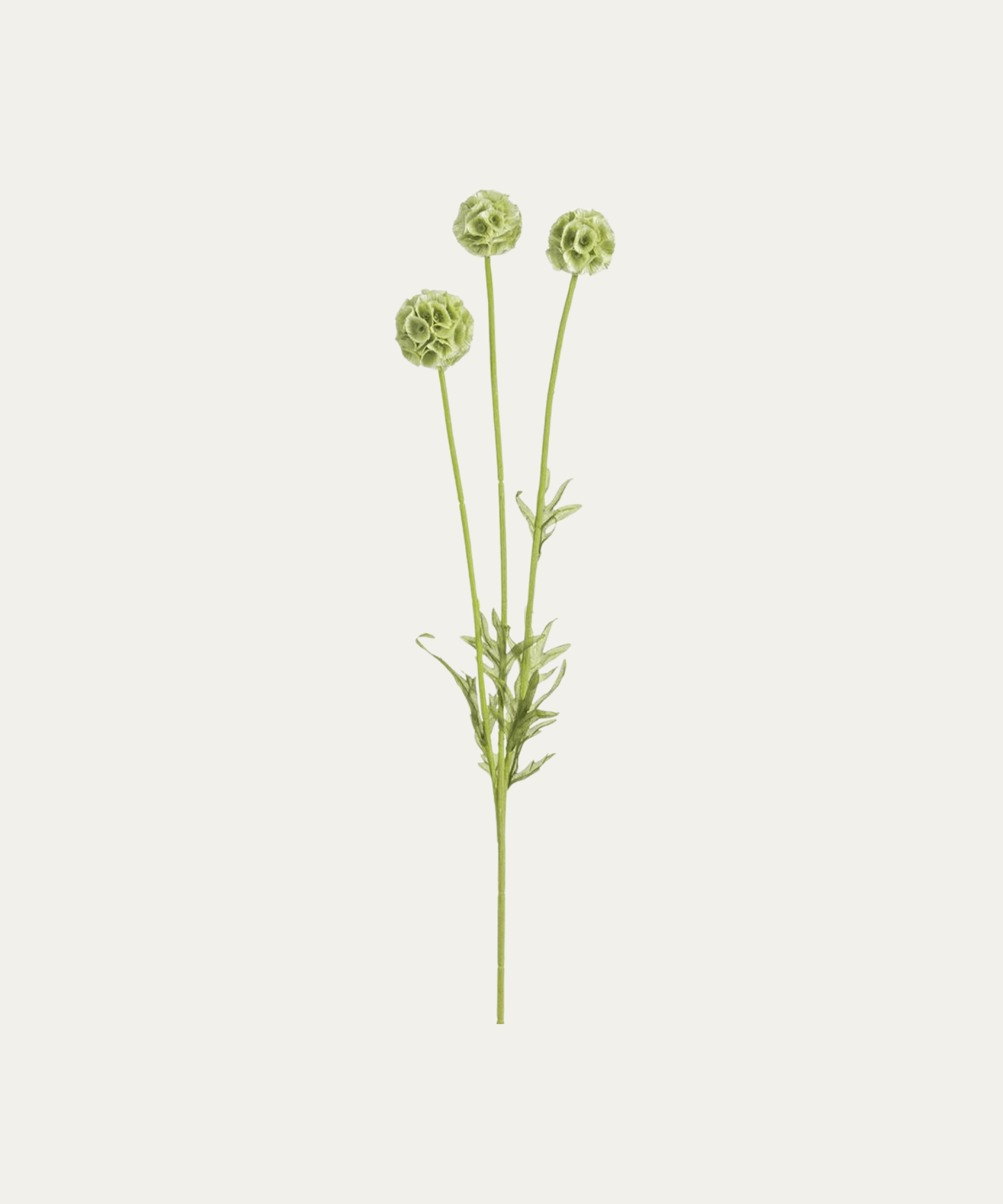 24" Scabiosa Spray - Stephenson House