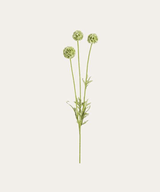 24" Scabiosa Spray - Stephenson House