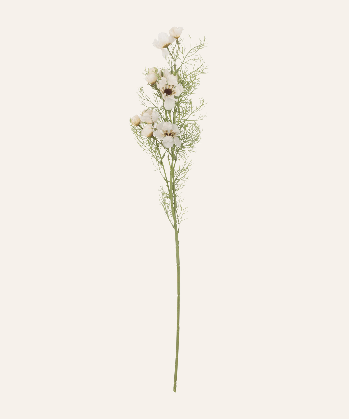 Cream Cosmos Stem - Stephenson House