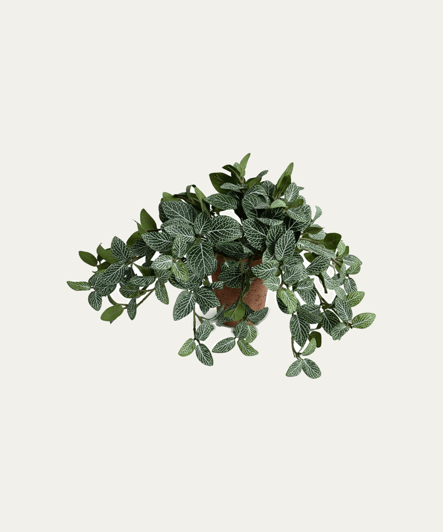 Fittonia Mosaic Plant - Stephenson House