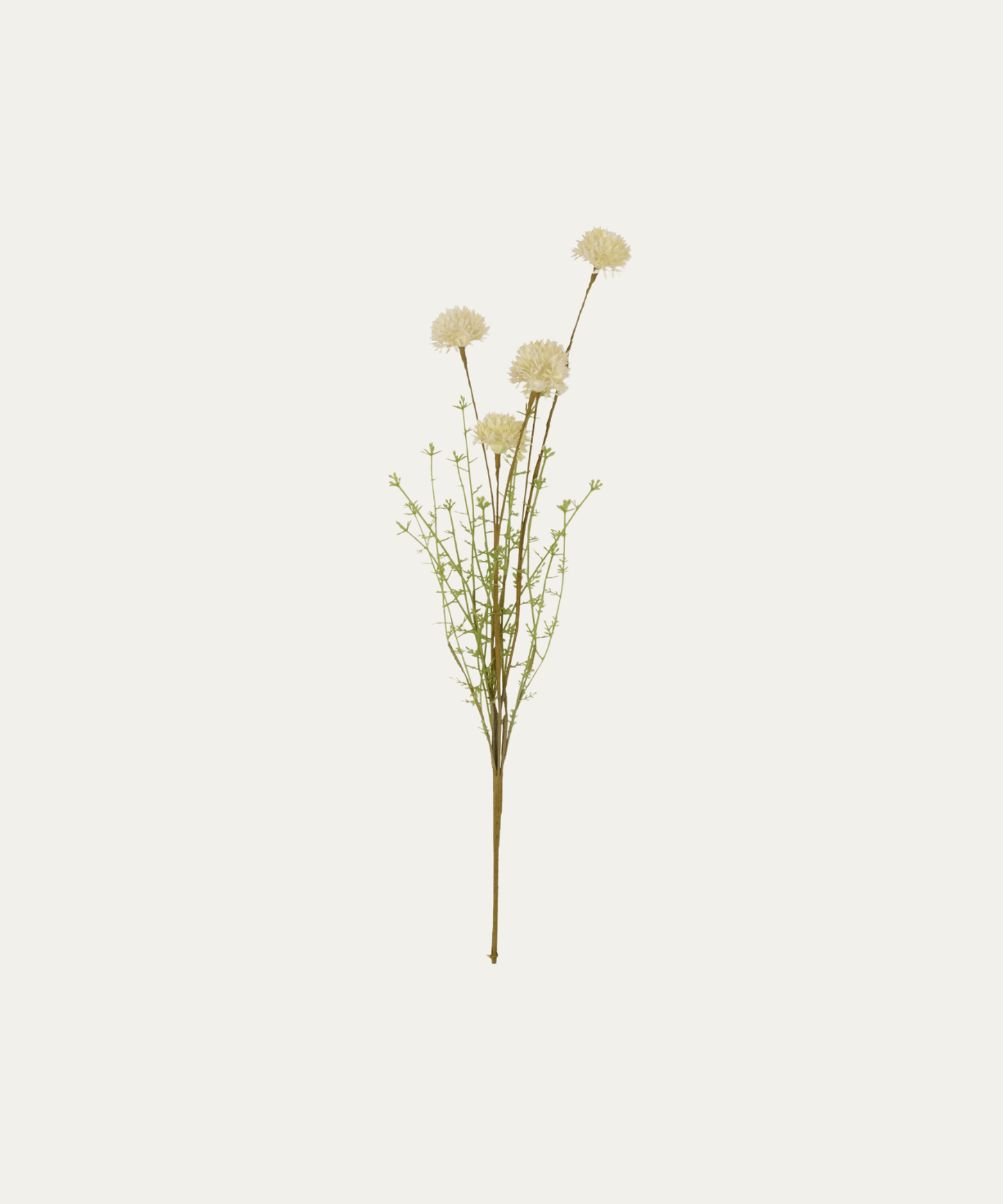 Melaleuca Stem, Cream - Stephenson House