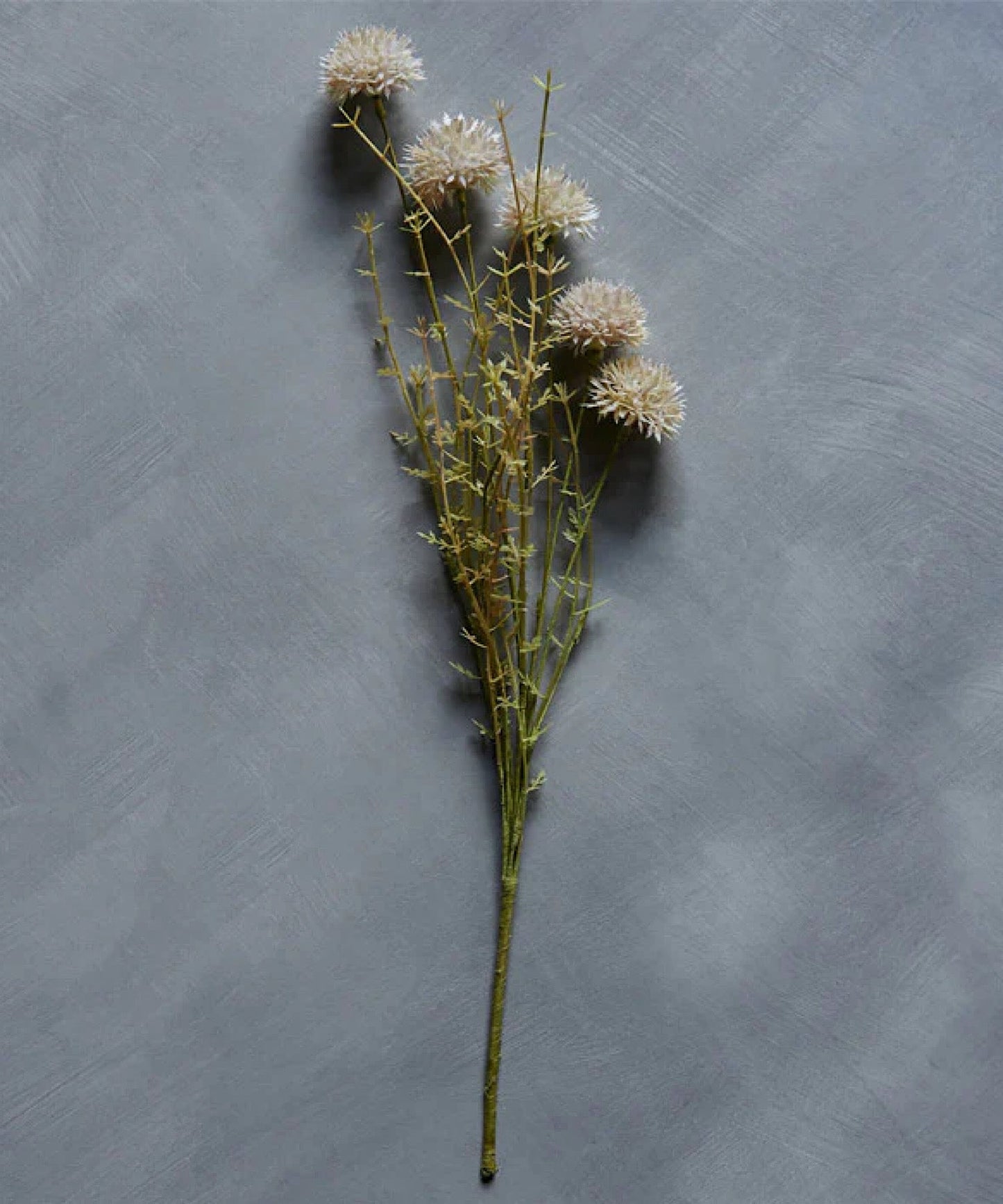 Melaleuca Stem, Cream - Stephenson House
