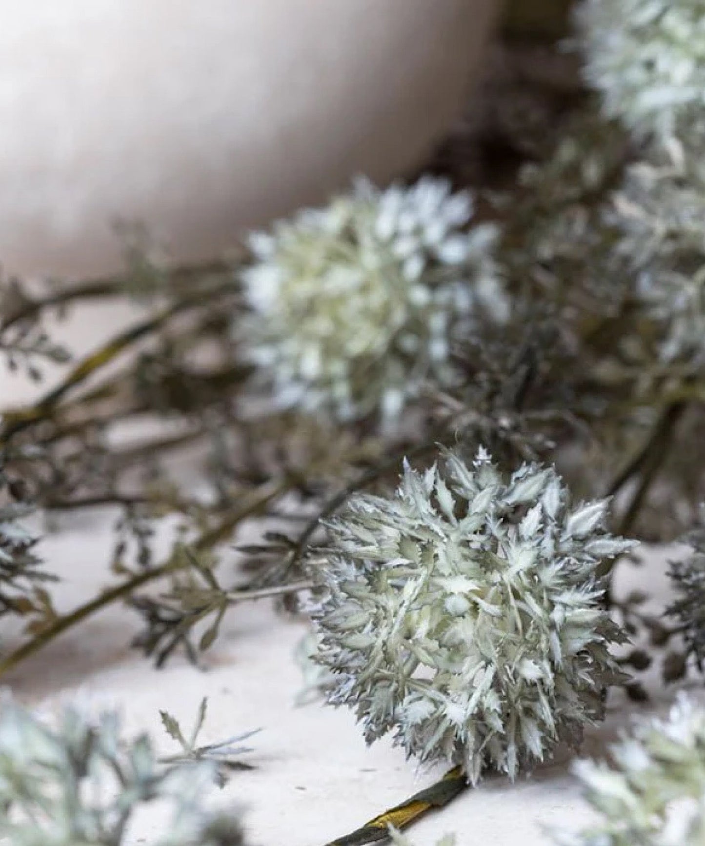 Melaleuca Stem, Dusk - Stephenson House