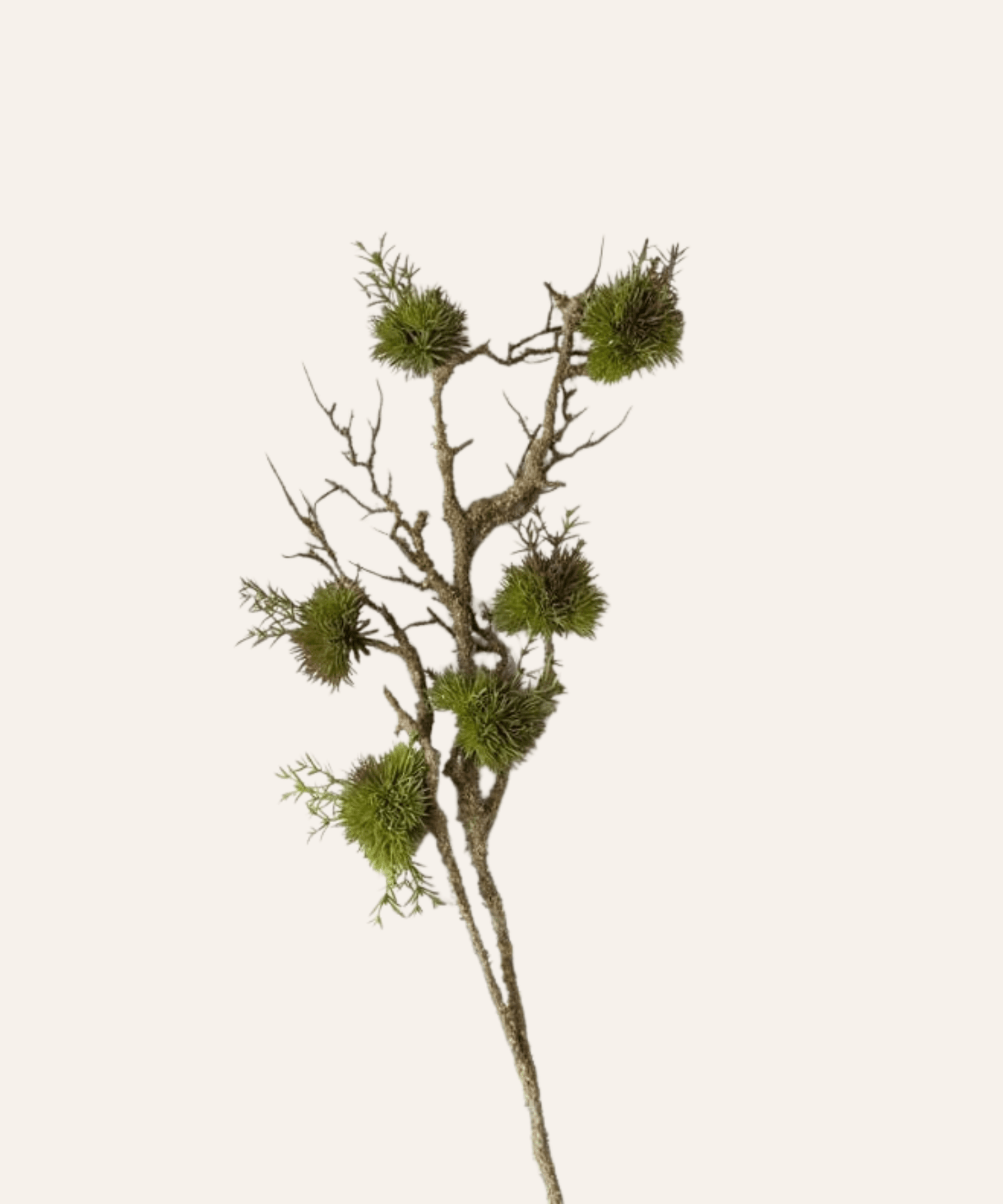 Moss Branch Stem - Stephenson House