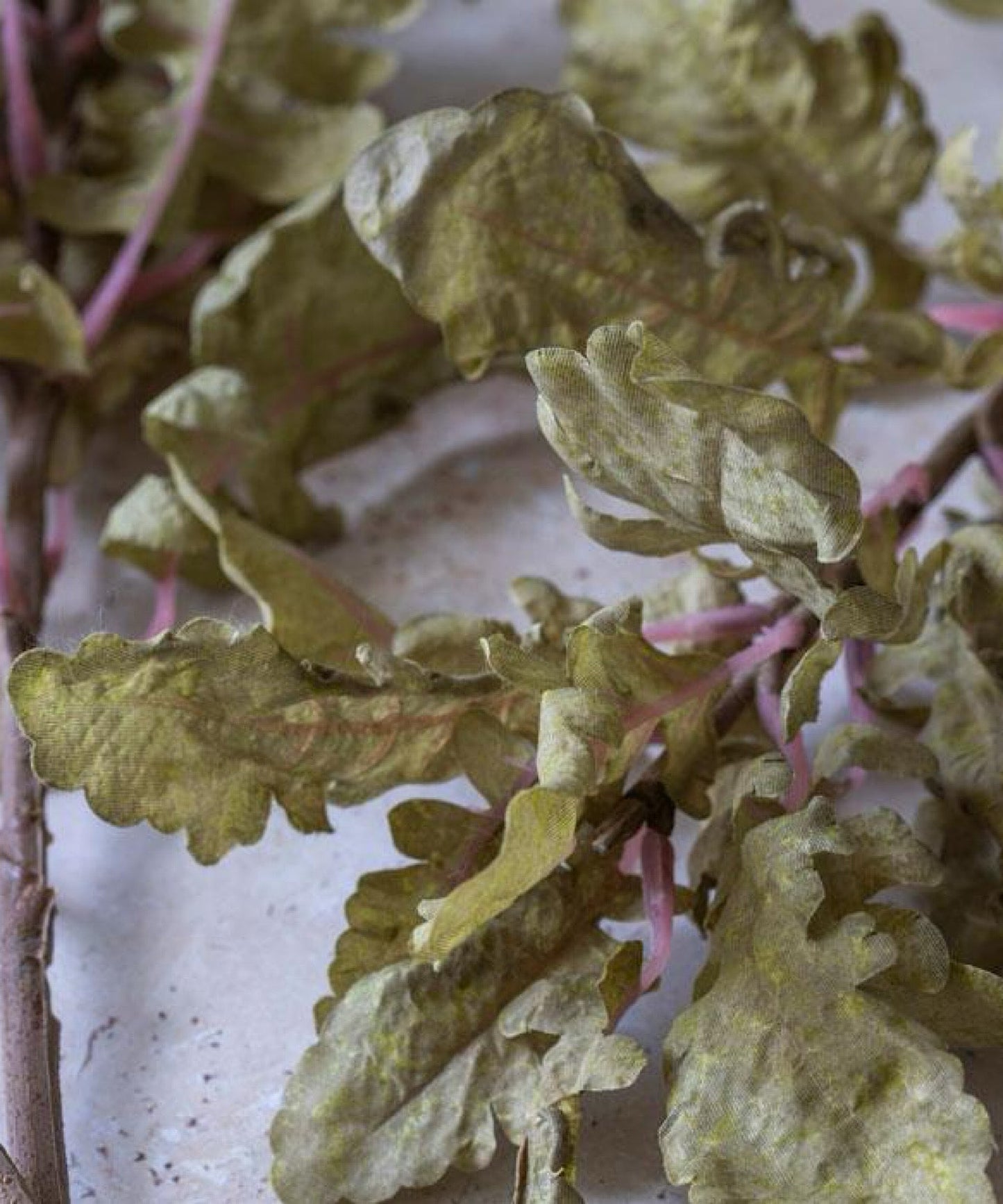 Ragwort Stem - Stephenson House