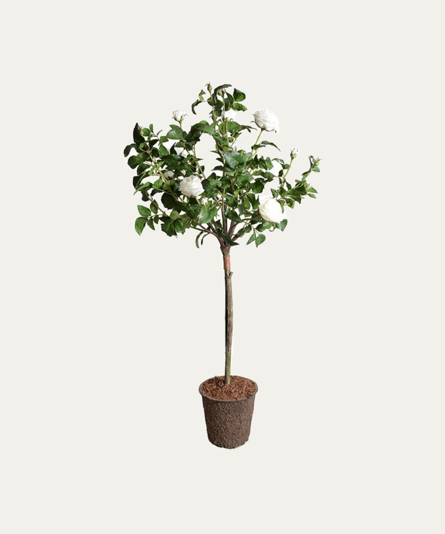 Rose Topiary - Stephenson House