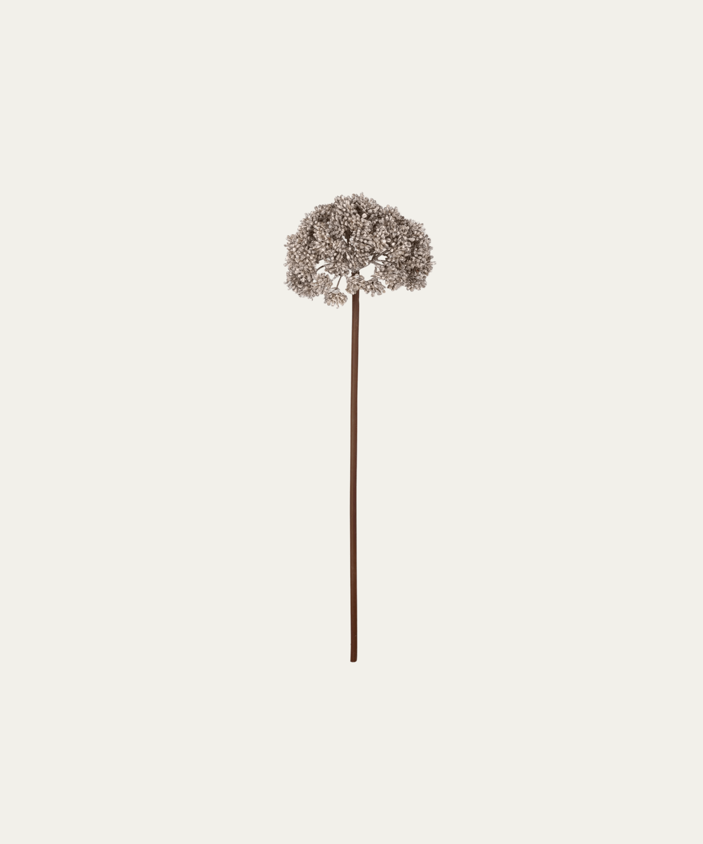 Sedum Stem, Cloud - Stephenson House