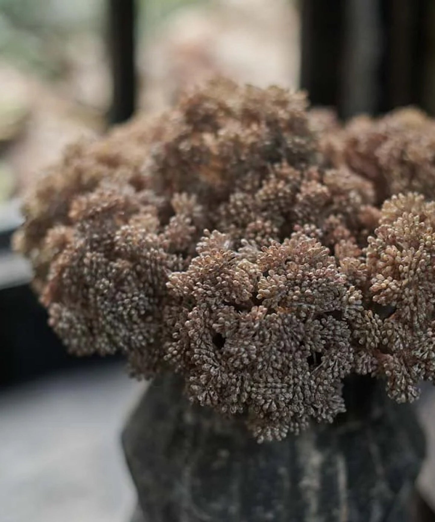 Sedum Stem, Cloud - Stephenson House