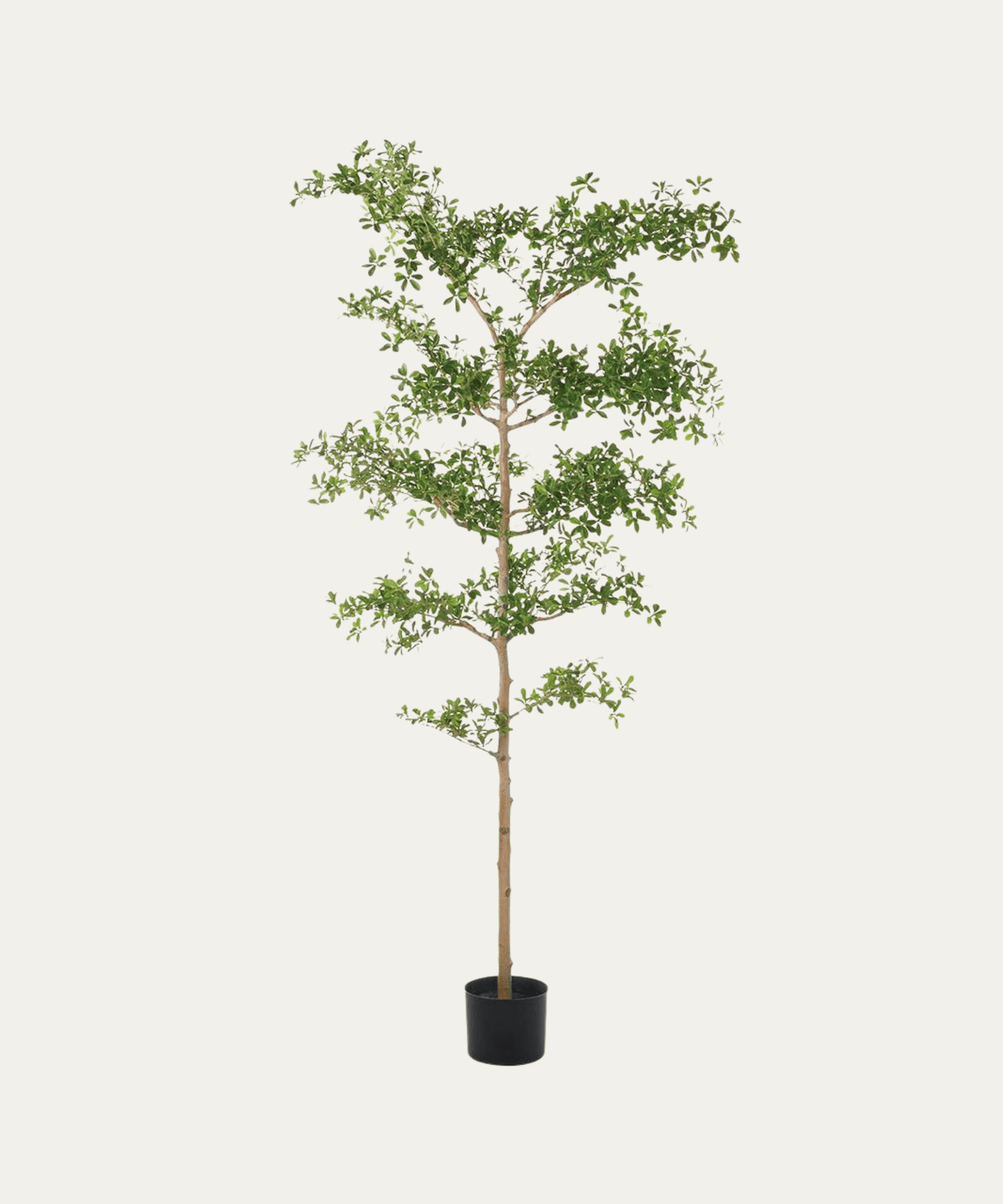 Shady Lady Tree, Without Planter - Stephenson House