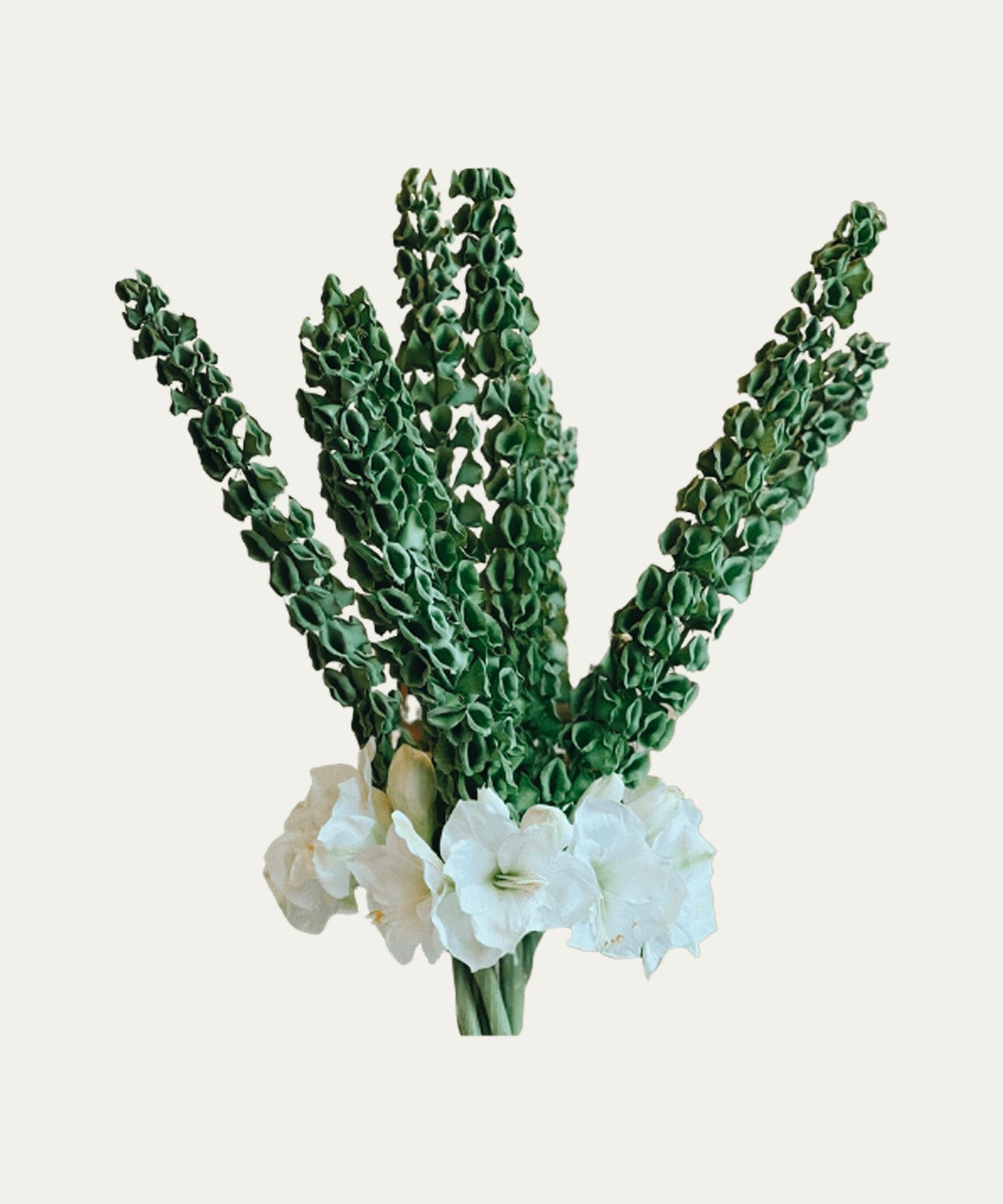 Bells of Ireland & White Amaryllis - Stephenson House