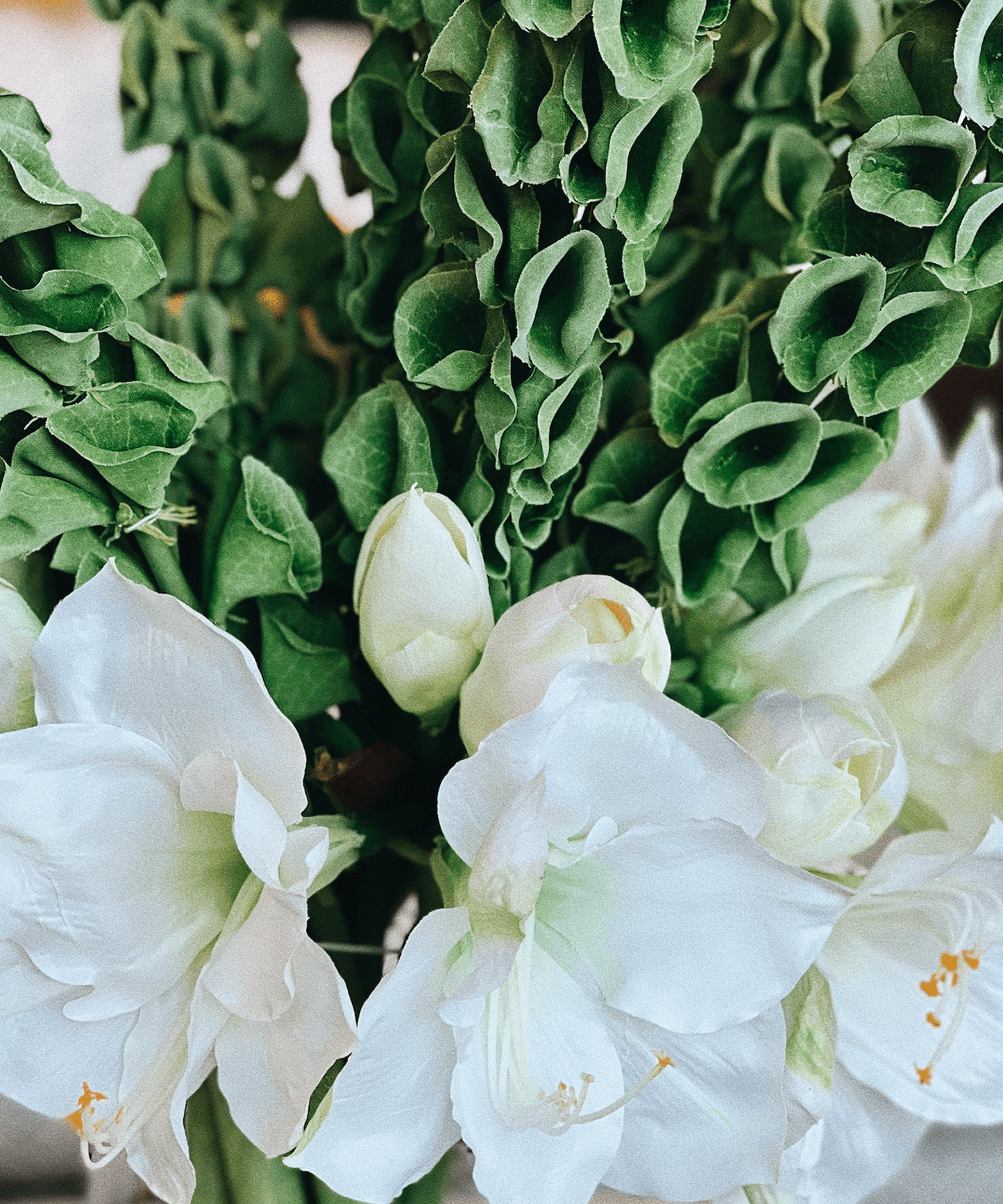 Bells of Ireland & White Amaryllis - Stephenson House