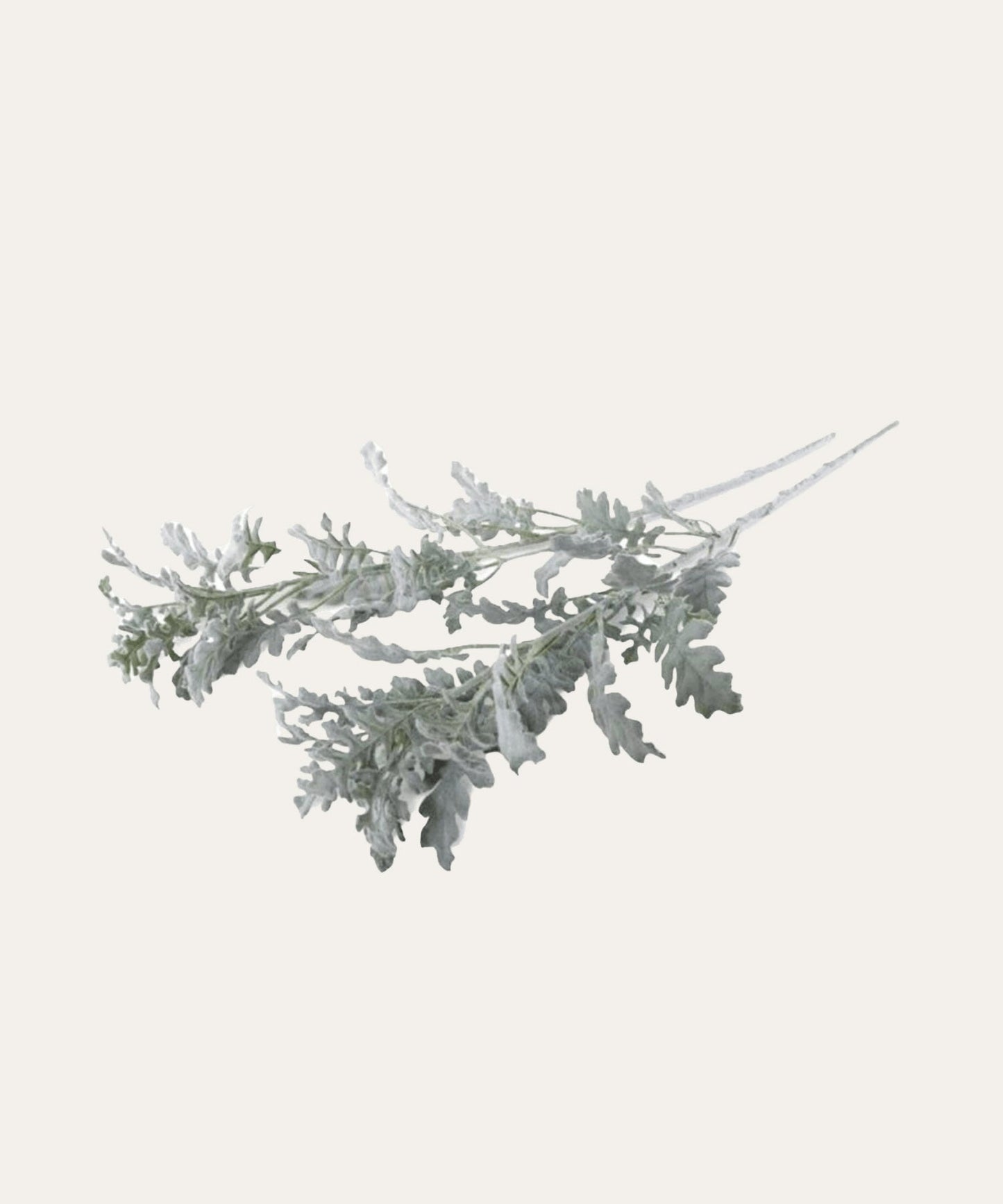 Dusty Miller Spray - Stephenson House