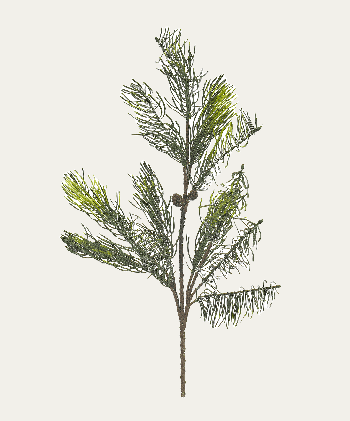 Fir Branch - Stephenson House