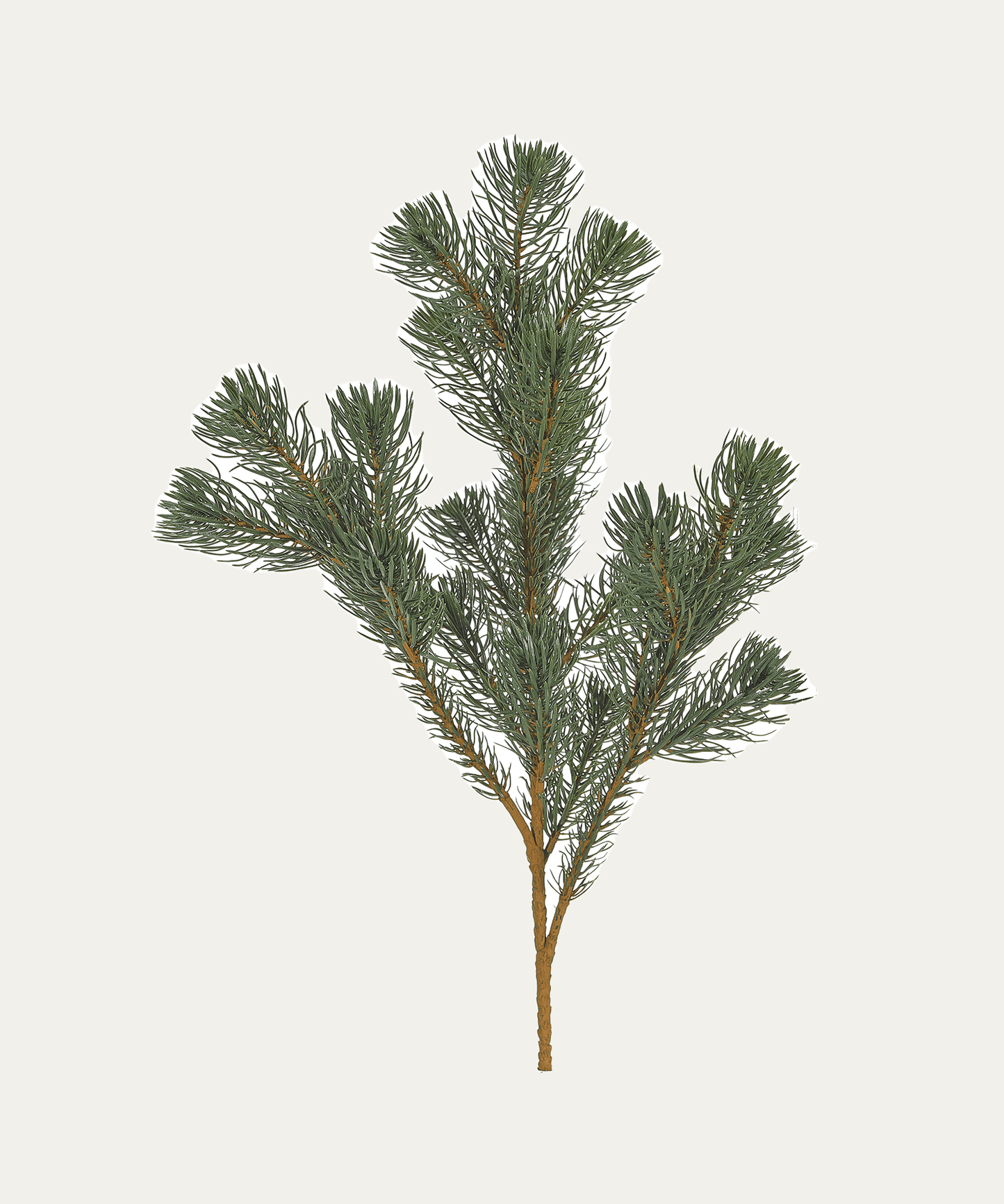 Pine Branch - Stephenson House
