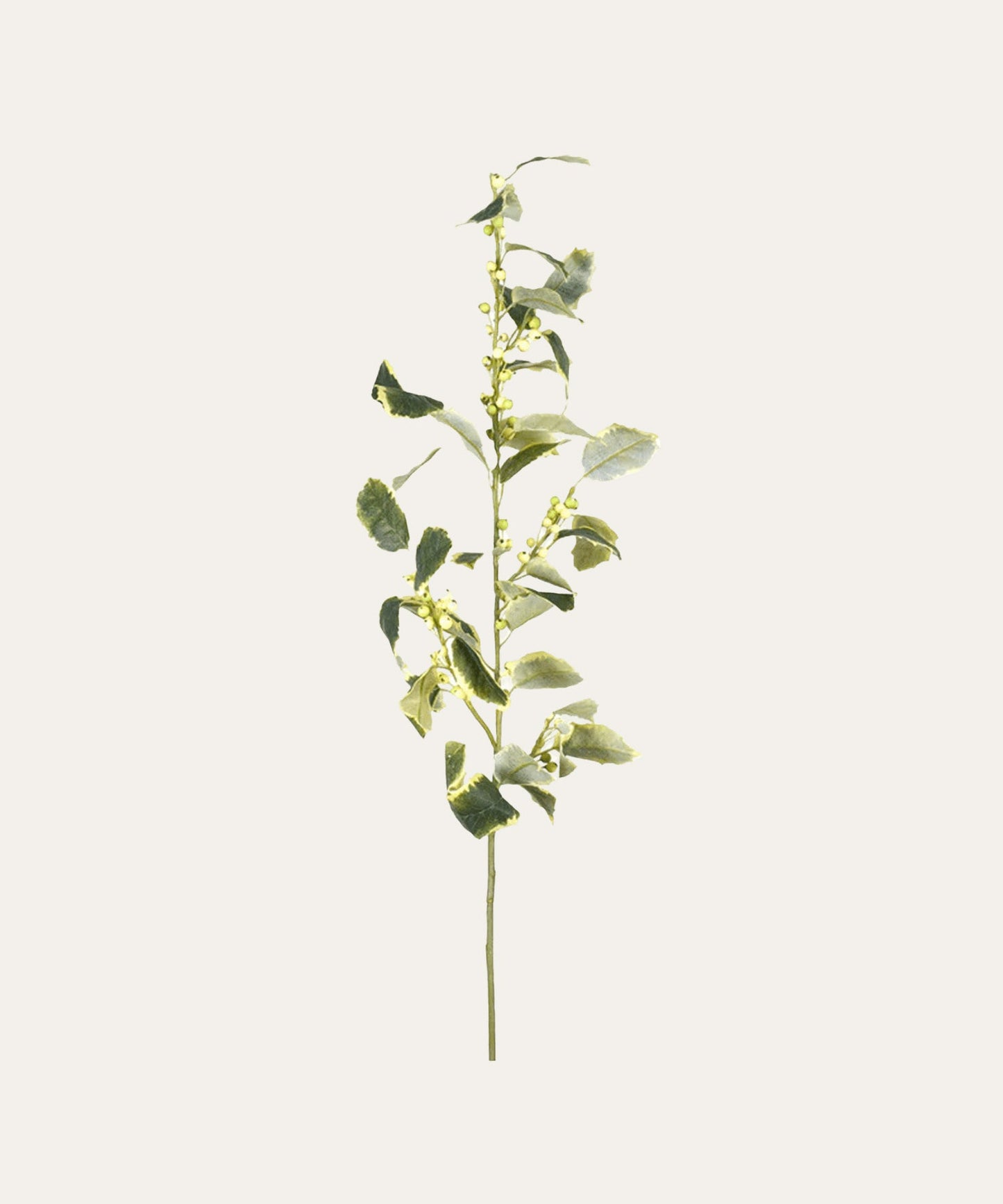 Varigated Holly Spray - Stephenson House
