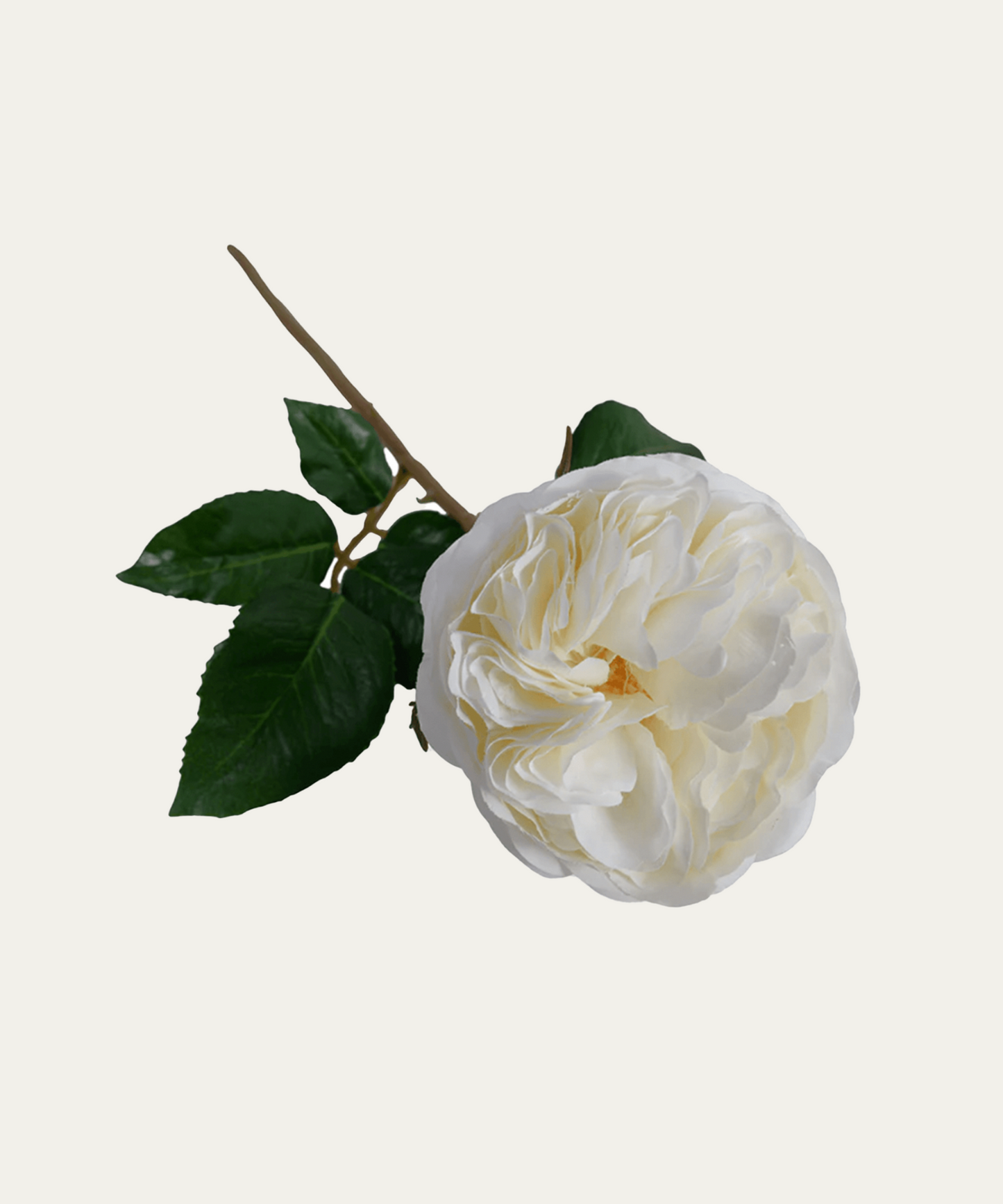 Budding Rose Stem