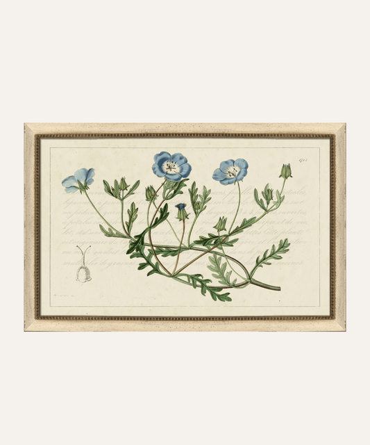 Blue Botanical Study - Stephenson House