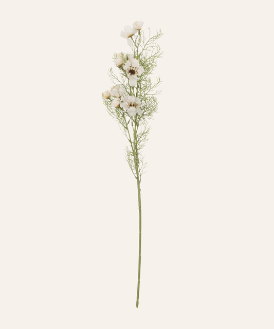 Cream Cosmos Stem - Stephenson House