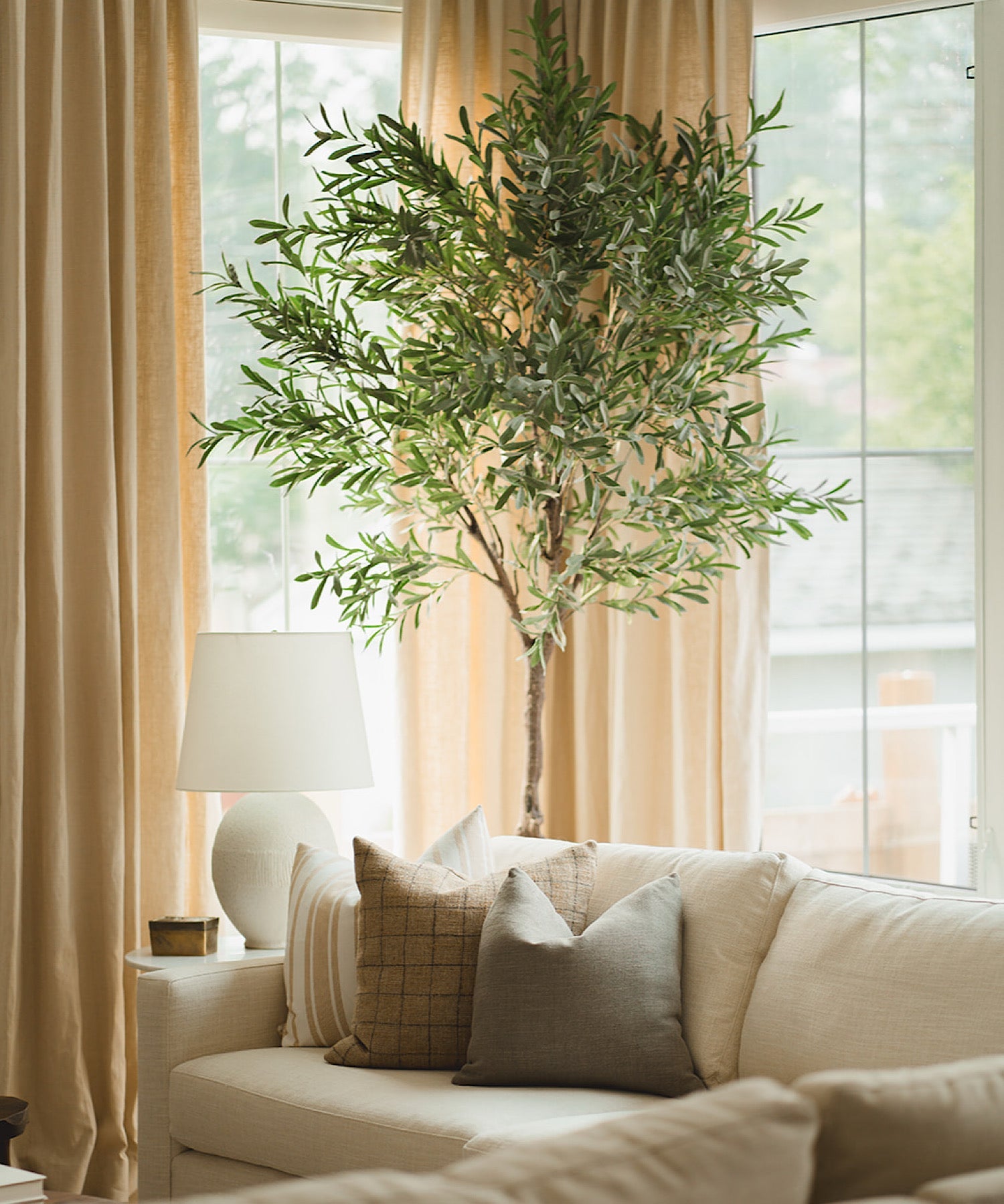 Olive Tree, 8' & 10' - Stephenson House