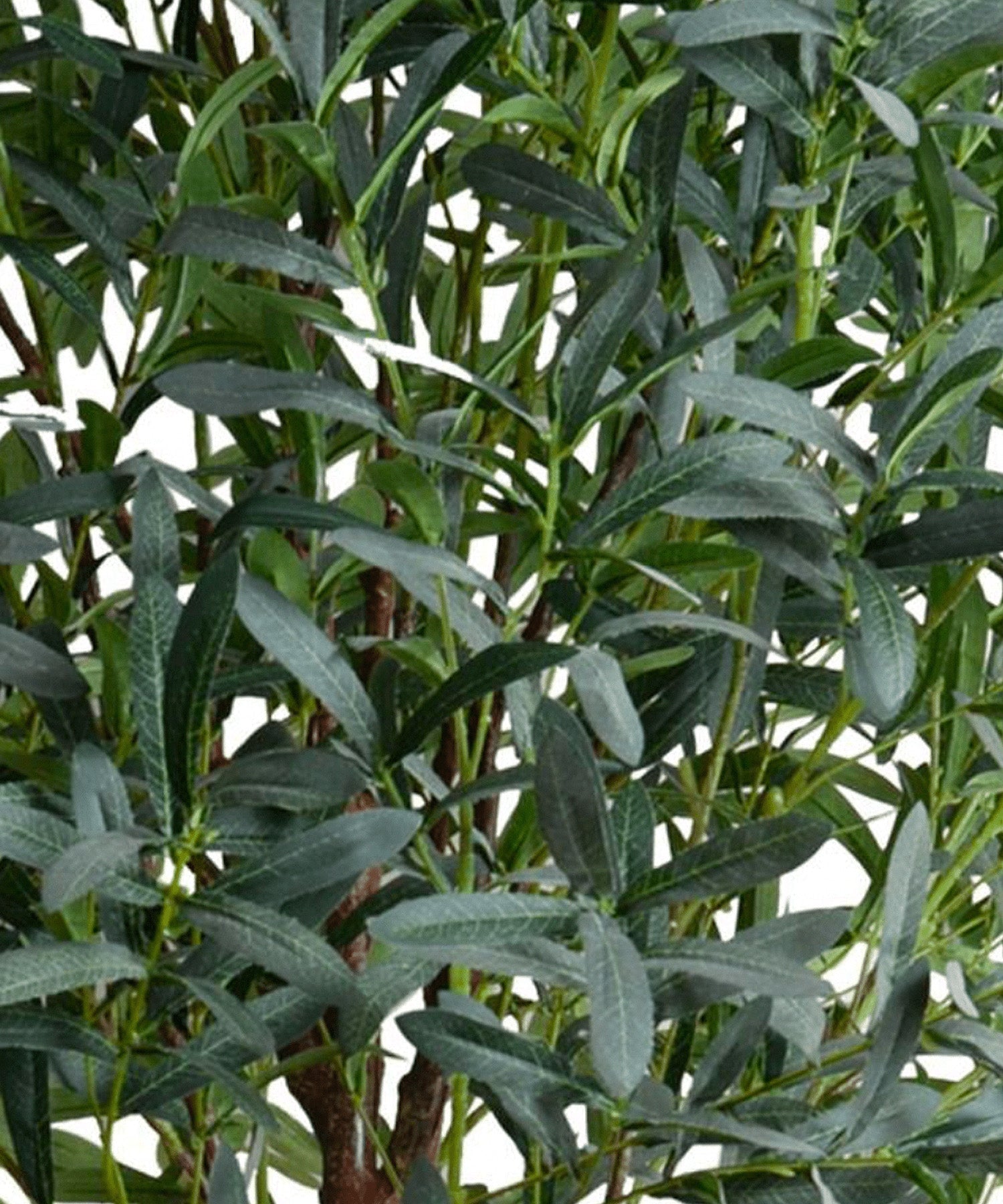 Olive tree, 8' - Stephenson House