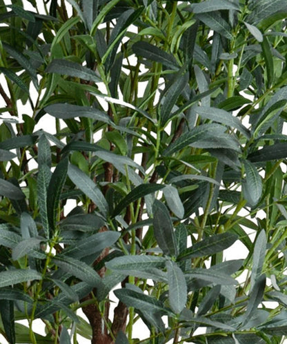 Olive tree, 8' - Stephenson House