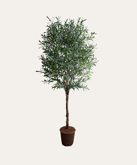 Olive tree, 8' - Stephenson House