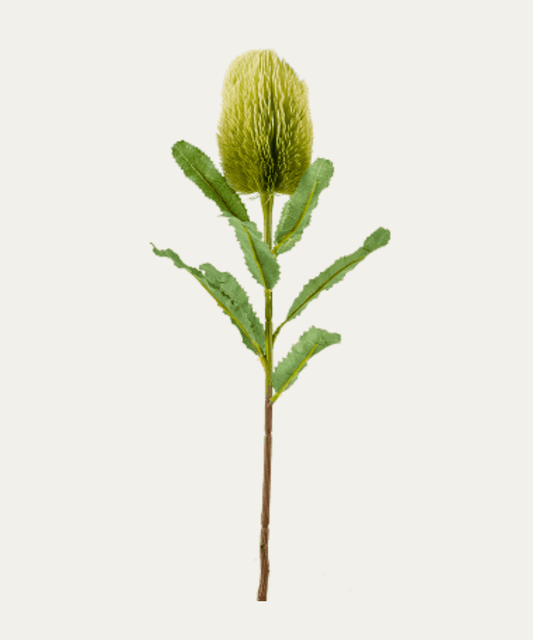 Protea Banskia, Green - Stephenson House