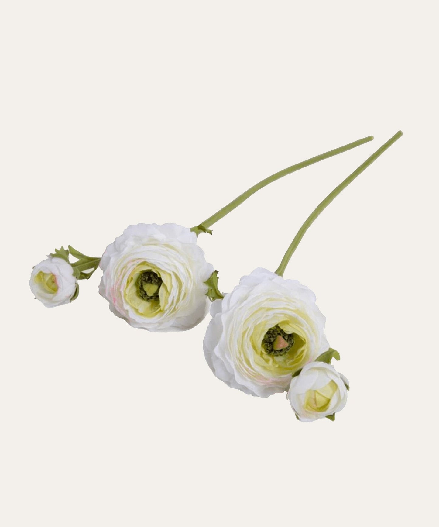 Ranunculus Flower - Stephenson House