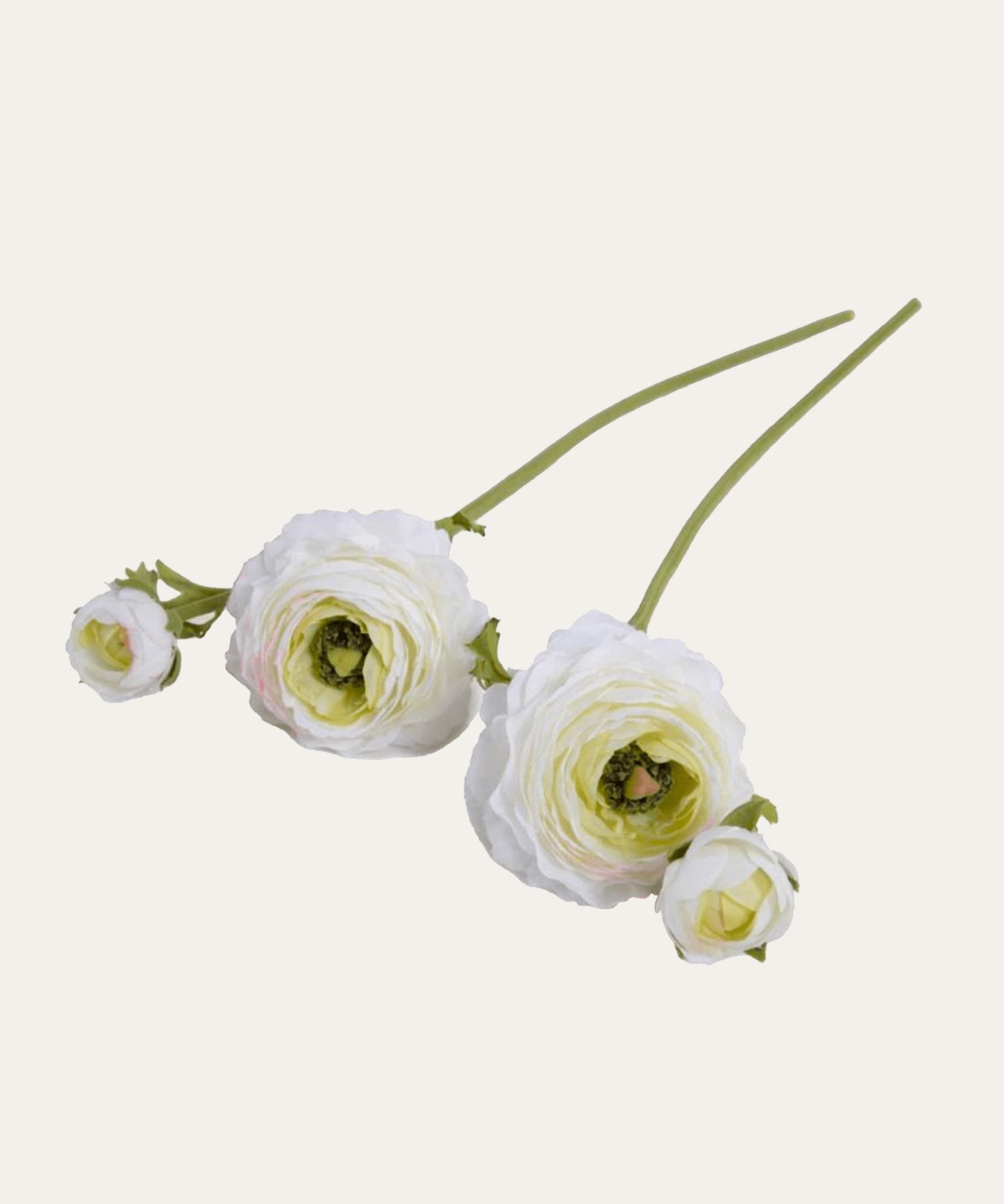 Ranunculus Flower - Stephenson House