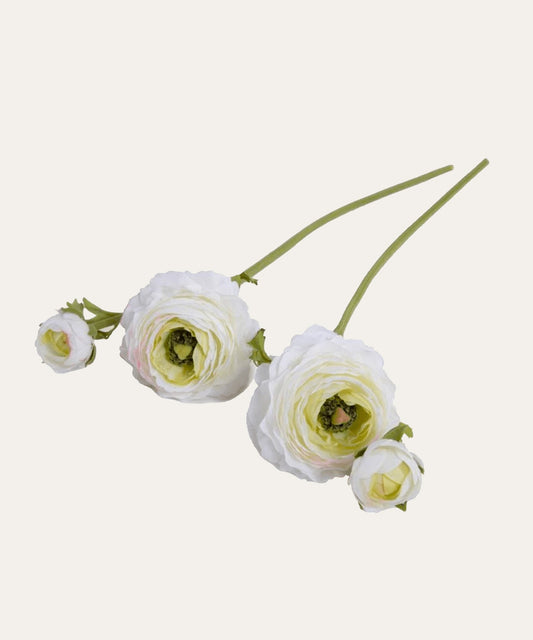 Ranunculus Flower - Stephenson House